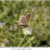 polyommatus corydonius daghestan  female 1